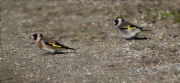 Cadernera (Carduelis carduelis)