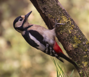 Femella de Picot garser gros (Dendrocopos major)