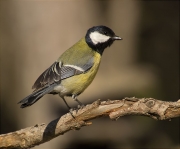 Mallerenga carbonera (Parus major)