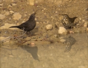 Tord comú (Turdus philomelos) i Femella de Merla (Turdus merula)