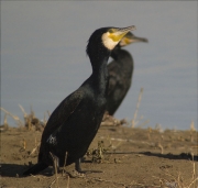 Corb marí gros (Phalacrocorax carbo)