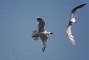 Gavià argentat (Larus michaellis)