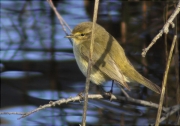 Mosquiter comú (Phylloscopus collybita)