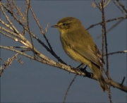 Mosquiter comú (Phylloscopus collybita)