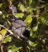 Mascle de Tallarol capnegre (Sylvia melanocephala)