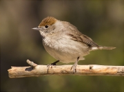 Femella de Tallarol de casquet (Sylvia atricapilla)