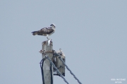 Àguila pescadora (Pandion haliaetus)