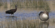 Capó reial (Plegadis falcinellus) i Oca vulgar (Anser anser)