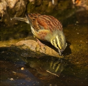 Mascle de Gratapalles (Emberiza cirlus)