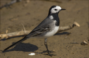 Cuereta blanca vulgar (Motacilla alba)
