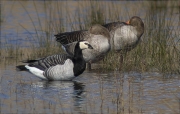 Oca de galta blanca (Branta leucopsis) i Oca vulgar (Anser anser)