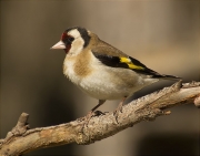 Cadernera (Carduelis carduelis