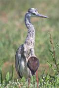 Bernat pescaire (Ardea cinerea)