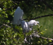 Niu de Martinet blanc (Egretta garzetta)