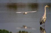 Bernat pescaire (Ardea cinerea)