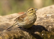 Femella de Gratapalles (Emberiza cirlus)