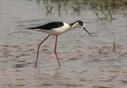 Cames llargues (Himantopus himantopus)