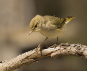 Mosquiter pàl·lid (Phylloscopus bonelli)