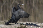 Corb marí gros (Phalacrocorax carbo)