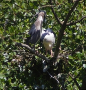 Parella de Martinet de nit (Nycticorax nycticorax) al niu