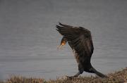 Corb marí gros (Phalacrocorax carbo)