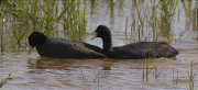 Còpula de Fotja (Fulica atra) 2/3