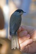 Tallarol de casquet (Sylvia atricapilla) 2de2