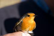 Pit- Roig ( Erithacus rubecula )