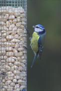 Mallerenga blava ( Parus caeruleus )