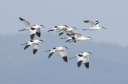 Avoceta