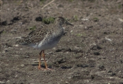 Femella de Batallaire (Philomachus pugnax)