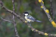 Mallerenga carbonera (Parus major)