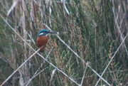 Blauet (Alcedo atthis)