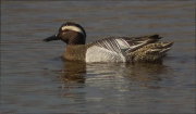 Mascle de Xarrasclet (Anas querquedula)