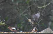 Pinsà comú (Fringilla coelebs)