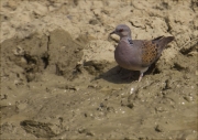 Tórtora europea (Streptopelia turtur)