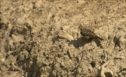 Femella de Gratapalles (Emberiza cirlus)