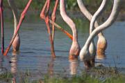 Flamenc (Phoenicopterus roseus)