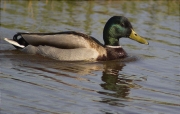 Mascle d'Ànec collverd (Anas platyrhynchos)