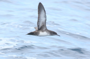 Pardela balear  (Puffinus mauretanicus)