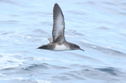 Pardela balear  (Puffinus mauretanicus)