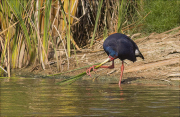 Polla blava (Porphyrio porphyrio)