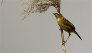 Trist (Cisticola juncidis)