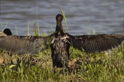 Corb marí gros (Phalacrocorax carbo)