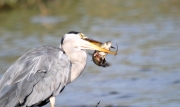 Bernat Pescaire (Ardea cinerea)