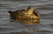 Femella d'Ànec cullerot (Anas clypeata)