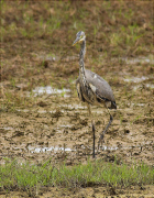 Bernat pescaire (Ardea cinerea)