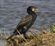 Corb marí gros (Phalacrocorax carbo