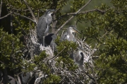 Joves de Bernat pescaire (Ardea cinerea) al niu