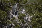 Joves de Bernat pescaire (Ardea cinerea) al niu